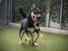 adoptable Dog in  named ASOKA