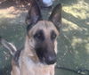 adoptable Dog in  named SILVIA
