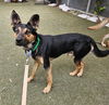 adoptable Dog in  named HARRY