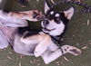 adoptable Dog in  named STARBURST