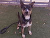 adoptable Dog in  named NINA