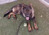 adoptable Dog in  named MELLISA
