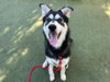 adoptable Dog in  named TROY
