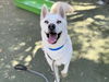 adoptable Dog in  named DADDY