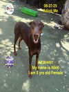 adoptable Dog in  named NIKKI