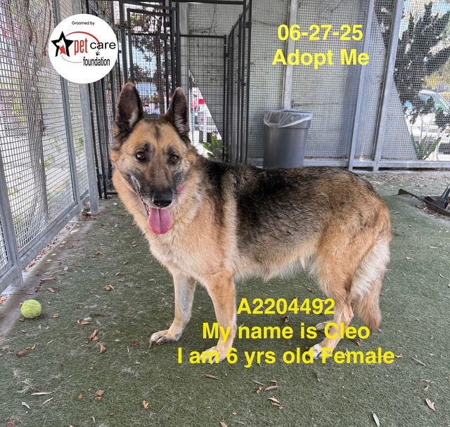adoptable Dog in Los Angeles, CA named CLEO
