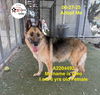 adoptable Dog in  named CLEO