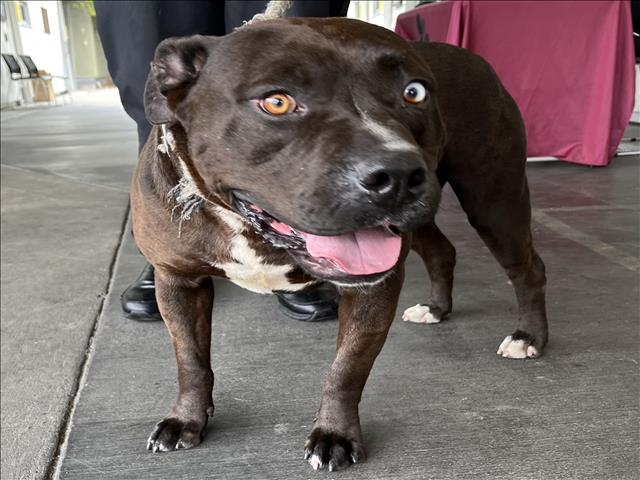 adoptable Dog in Los Angeles, CA named BANJO