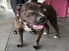 adoptable Dog in  named BANJO