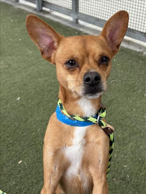 adoptable Dog in Los Angeles, CA named BUDDY