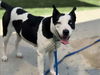 adoptable Dog in  named OREO