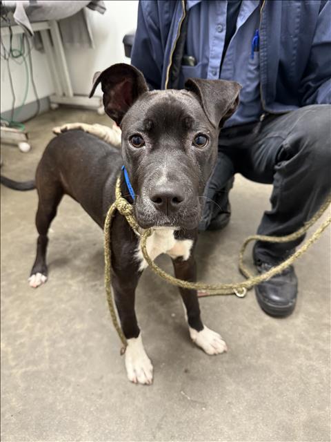 adoptable Dog in Los Angeles, CA named SPRITE