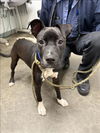 adoptable Dog in  named SPRITE