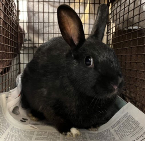 adoptable Rabbit in Los Angeles, CA named COTIJA