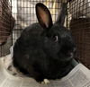 adoptable Rabbit in  named COTIJA