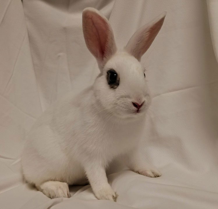adoptable Rabbit in Los Angeles, CA named BIPPITTY