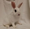 adoptable Rabbit in  named BIPPITTY