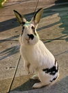 adoptable Rabbit in  named STAR BUN