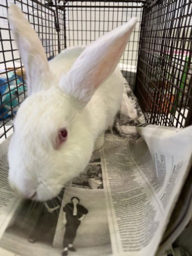 adoptable Rabbit in Los Angeles, CA named PETER