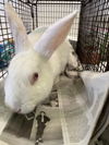 adoptable Rabbit in  named PETER