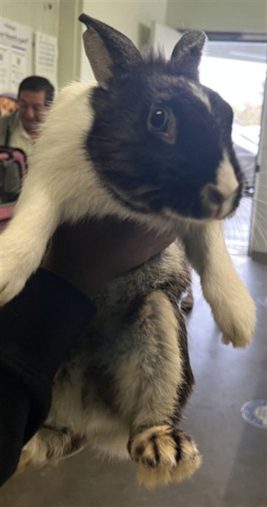 adoptable Rabbit in Los Angeles, CA named MR. CHARLES