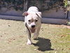 adoptable Dog in  named SELENA