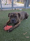 adoptable Dog in  named BUNNY