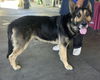adoptable Dog in  named MYLES