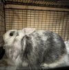 adoptable Rabbit in  named ROBERTA