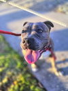 adoptable Dog in  named BELLA