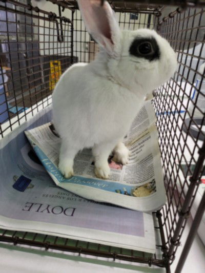 adoptable Rabbit in Los Angeles, CA named LUNA