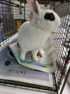 adoptable Rabbit in  named LUNA