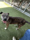 adoptable Dog in  named HERMIONE