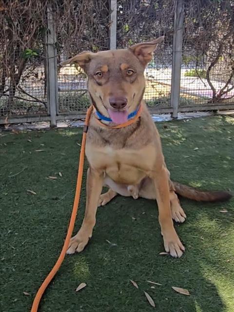 adoptable Dog in Los Angeles, CA named DONKEY