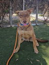 adoptable Dog in  named DONKEY