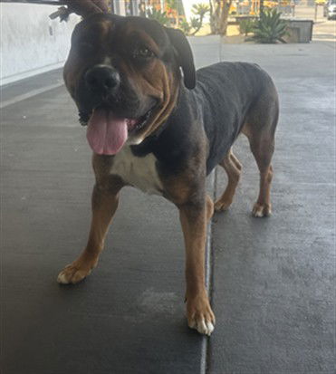 adoptable Dog in Los Angeles, CA named COOPER