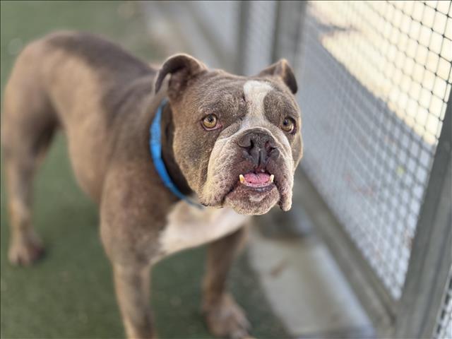 adoptable Dog in Los Angeles, CA named CHUBBY