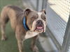 adoptable Dog in  named CHUBBY