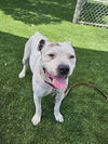 adoptable Dog in  named GERONIMO