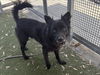 adoptable Dog in  named AUGUST