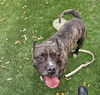 adoptable Dog in  named DESI