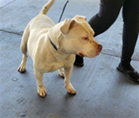adoptable Dog in Los Angeles, CA named LUCILLE