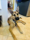 adoptable Dog in  named HELEN OF TROY