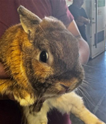 adoptable Rabbit in Los Angeles, CA named GARBANZO