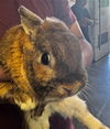 adoptable Rabbit in  named GARBANZO