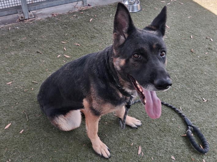 adoptable Dog in Los Angeles, CA named STARBURST