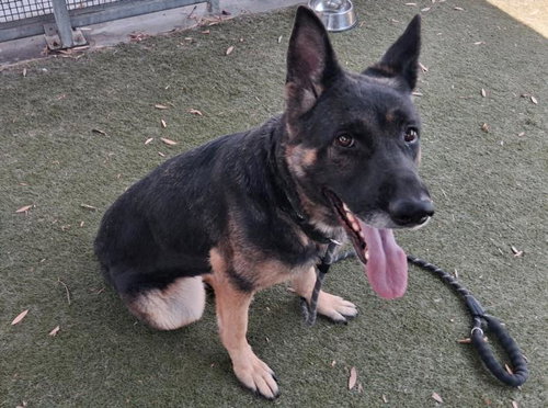 STARBURST - German Shepherd Dog available for adoption