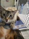 adoptable Cat in  named SHAKIRA