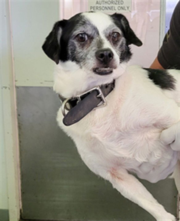 adoptable Dog in Los Angeles, CA named MAURICE