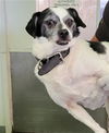 adoptable Dog in  named MAURICE